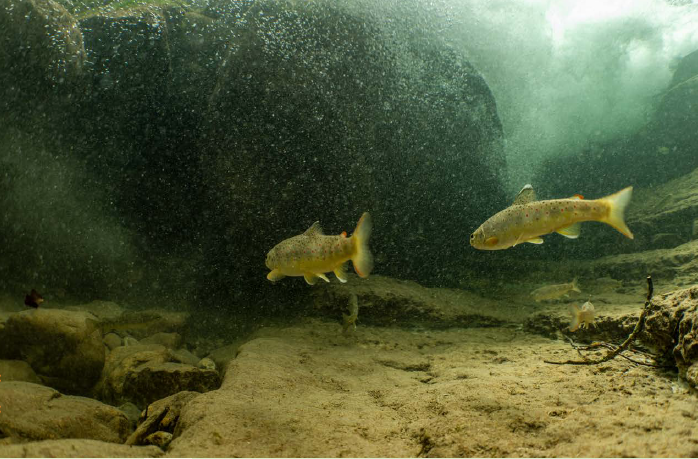 Ein Bach schlängelt sich durch einen Auwald.