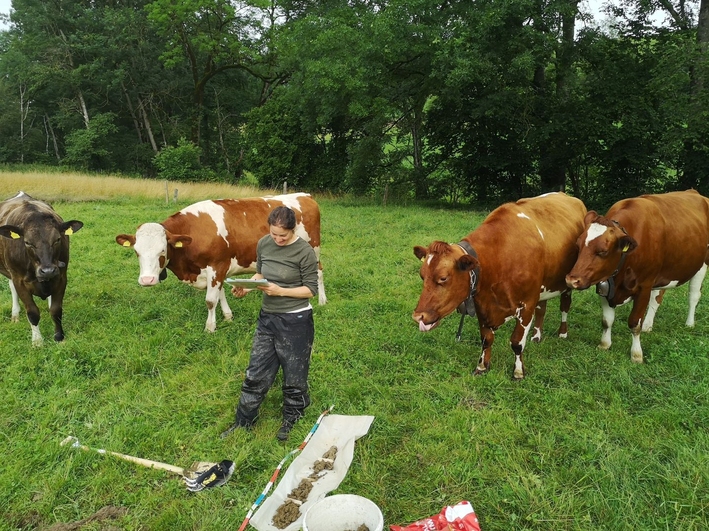 Eine Frau steht auf einer Weide mit Kühen und macht eine Bodenkartierung.