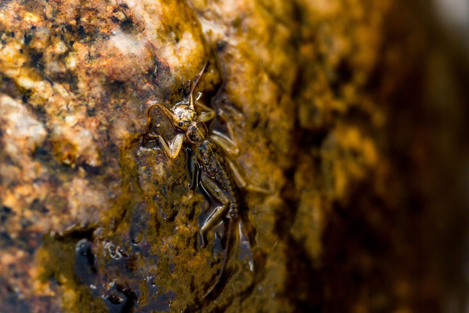 Steinfliegen-Larve auf einem Stein. 