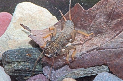 Steinfliege sitzt auf Laub und Steinen im Wasser.