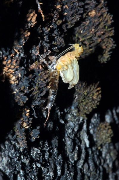 Larve einer Steinfliege an einem Stein